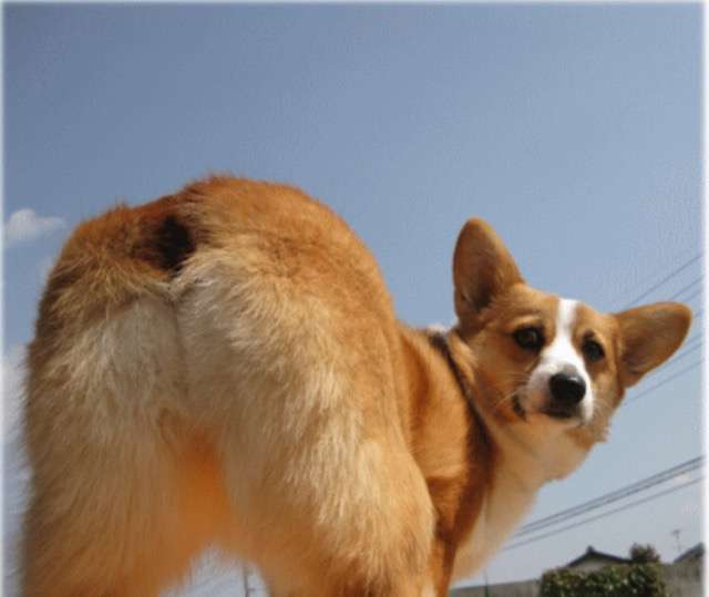 【微閲覧注意】中島知子、44歳のボンデージ写真集がお父さん世代に好評