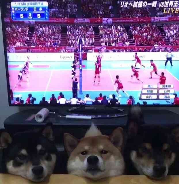 使い道なさそうな画像