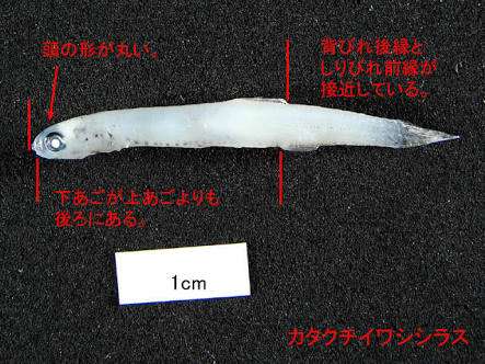 復帰したベッキーのインスタグラムが「矢口真里化！」