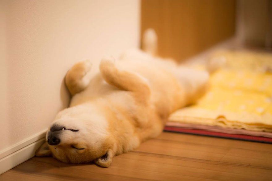 目と心を洗うトピ