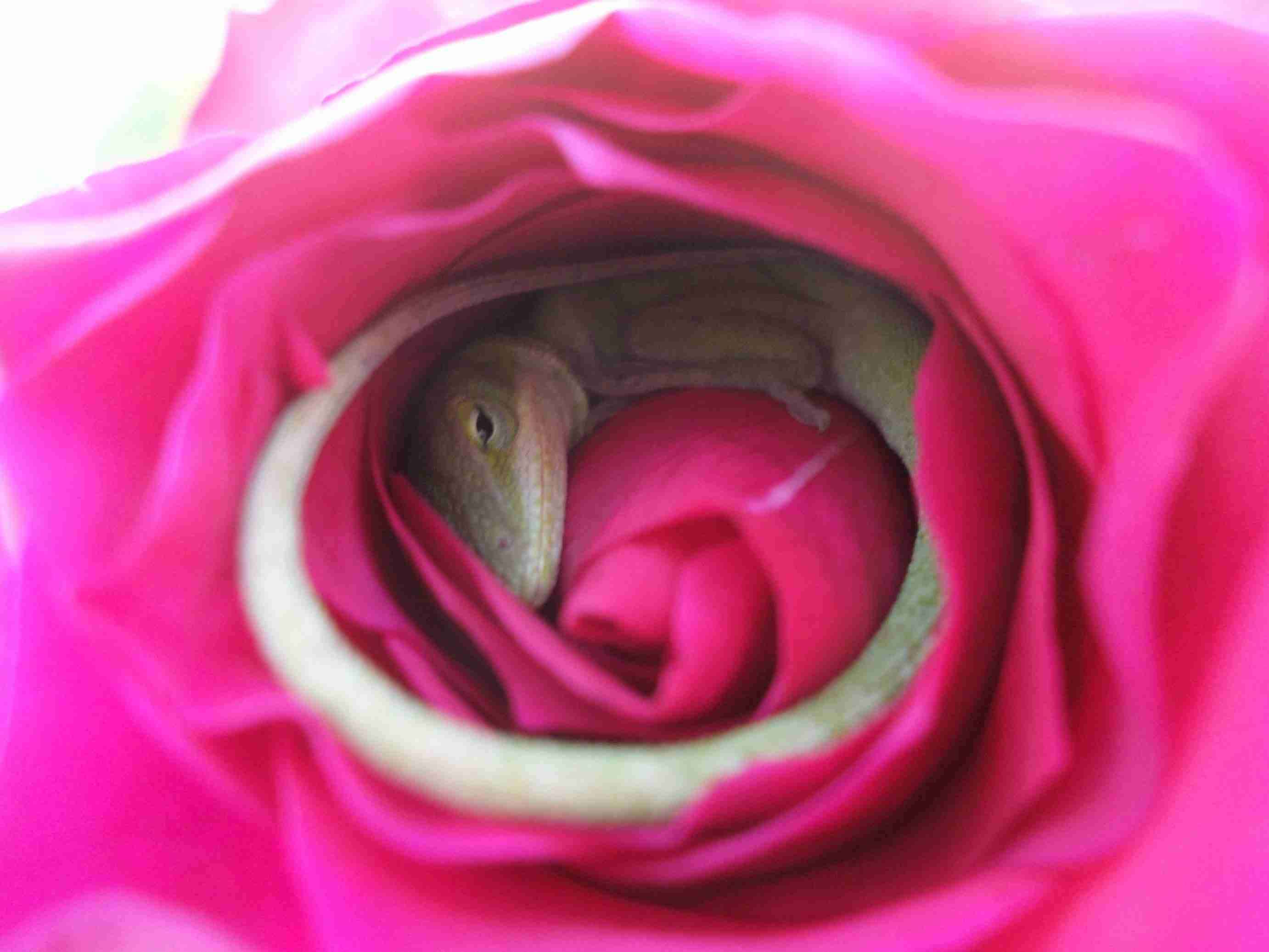 目と心を洗うトピ