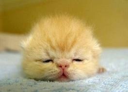 目と心を洗うトピ