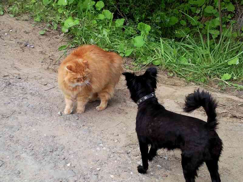 犬と猫どちらも好きな人が集まるトピ♡