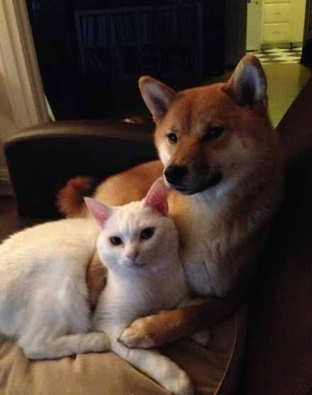 犬と猫どちらも好きな人が集まるトピ♡