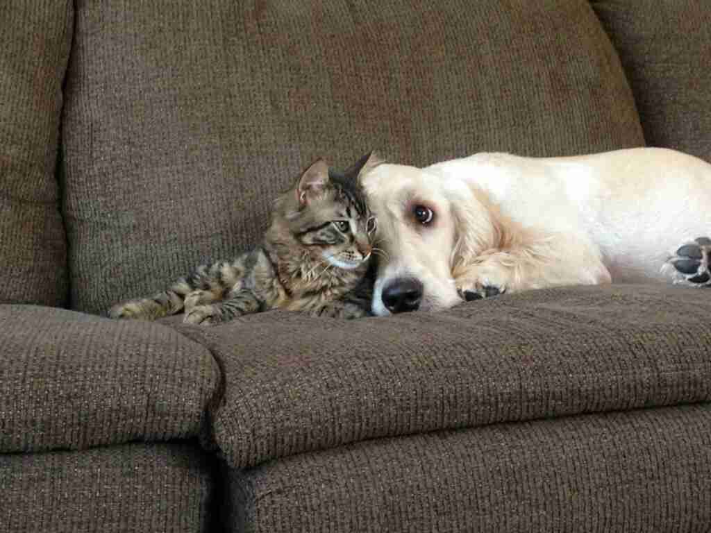 犬と猫どちらも好きな人が集まるトピ♡