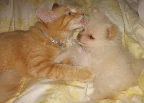 犬と猫どちらも好きな人が集まるトピ♡