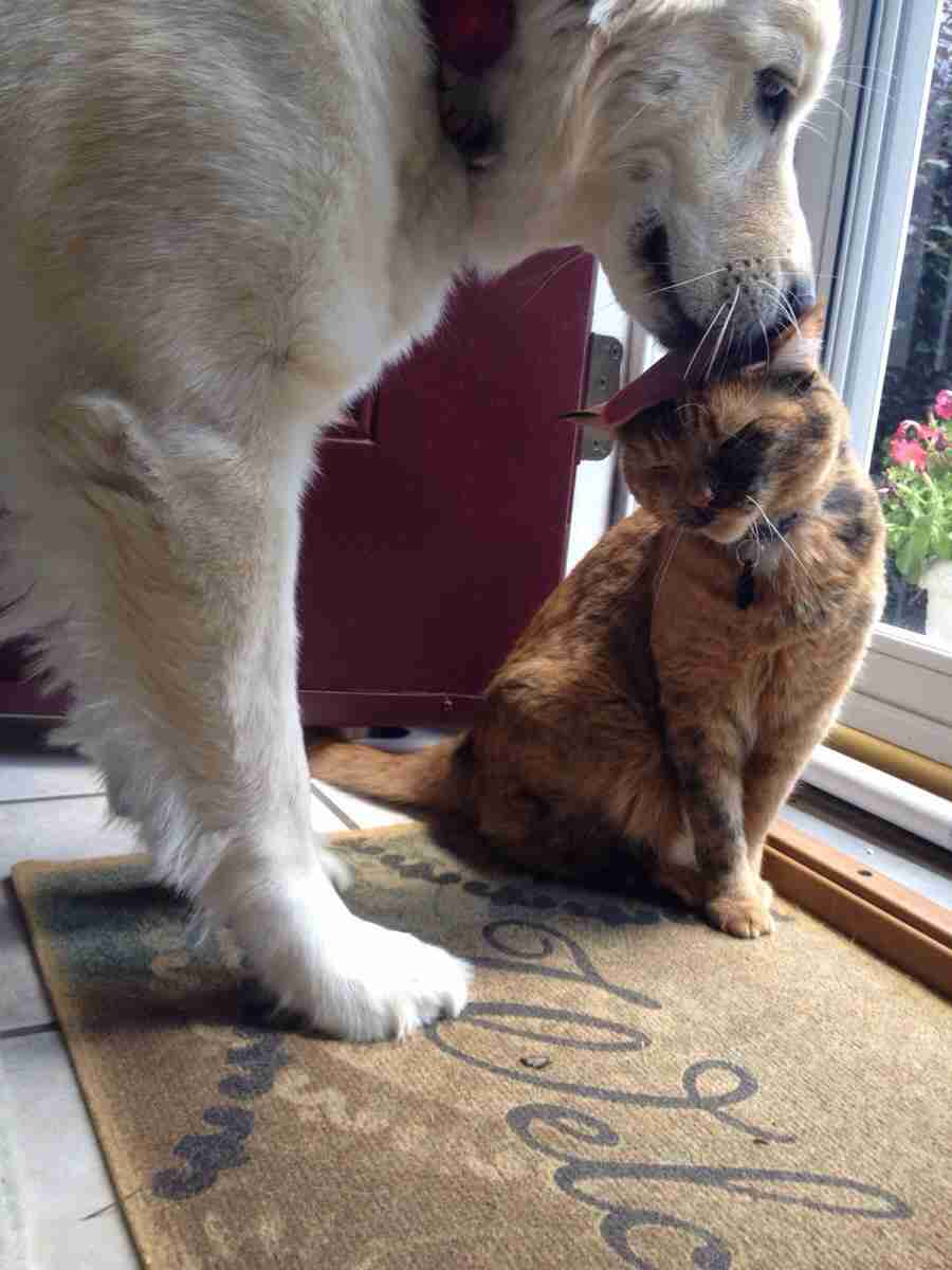 犬と猫どちらも好きな人が集まるトピ♡