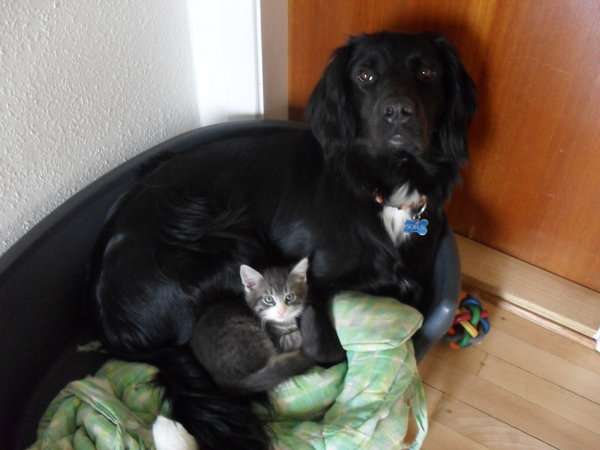 犬と猫どちらも好きな人が集まるトピ♡