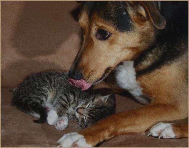 犬と猫どちらも好きな人が集まるトピ♡