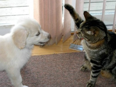 犬と猫どちらも好きな人が集まるトピ♡