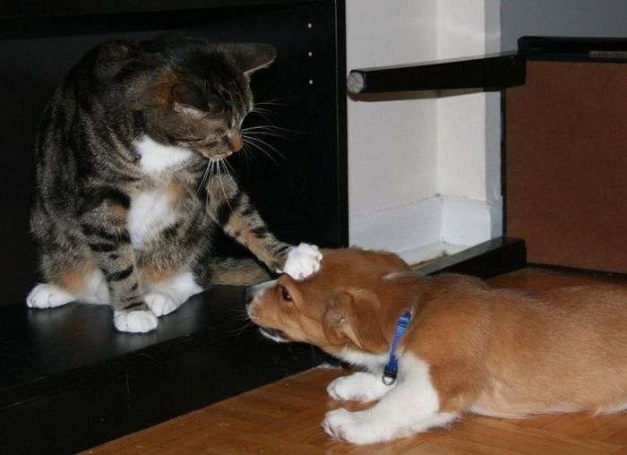 犬と猫どちらも好きな人が集まるトピ♡
