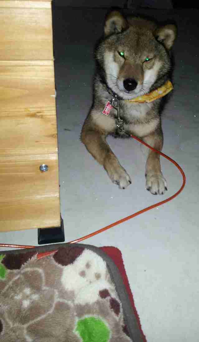 保護犬・猫を飼われている方