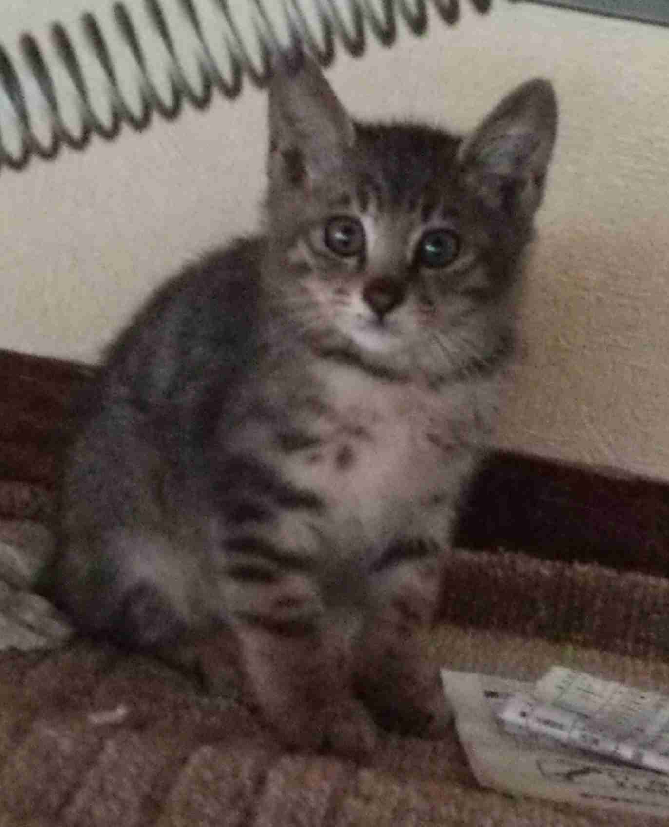 保護犬・猫を飼われている方