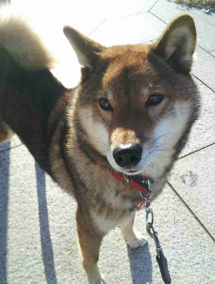 保護犬・猫を飼われている方