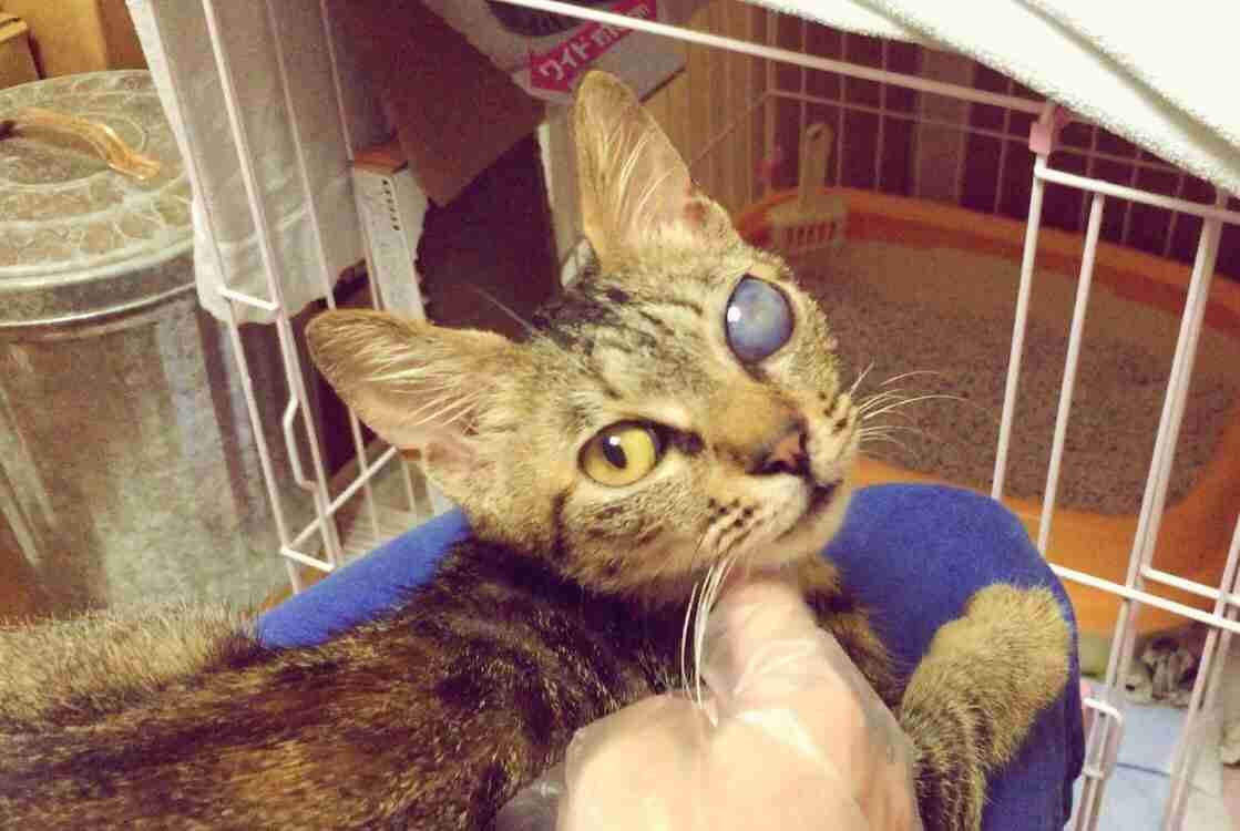 保護犬・猫を飼われている方