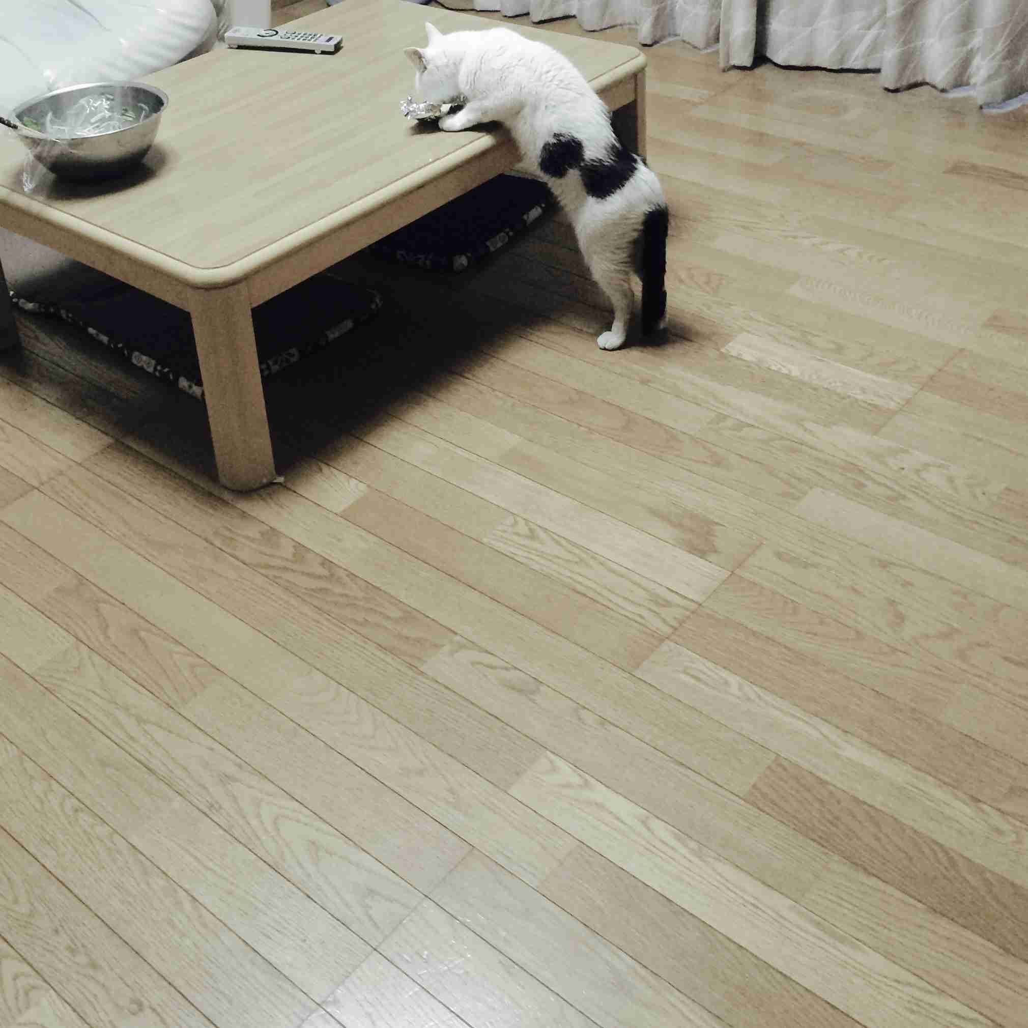 保護犬・猫を飼われている方
