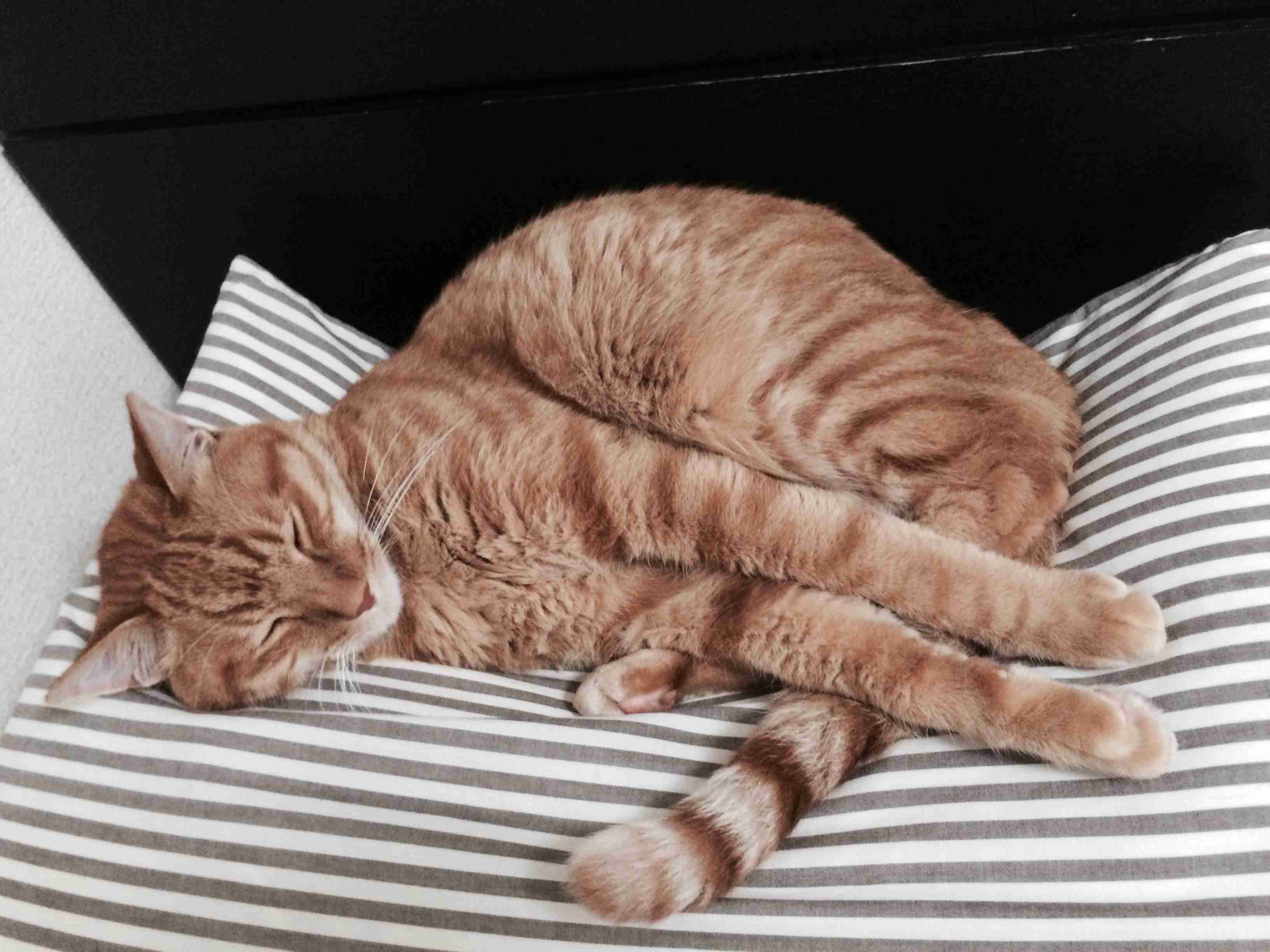 保護犬・猫を飼われている方