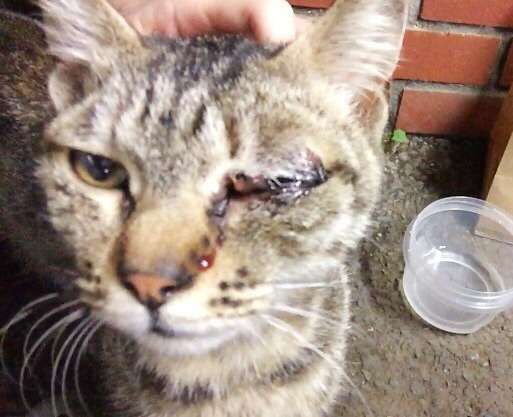 保護犬・猫を飼われている方