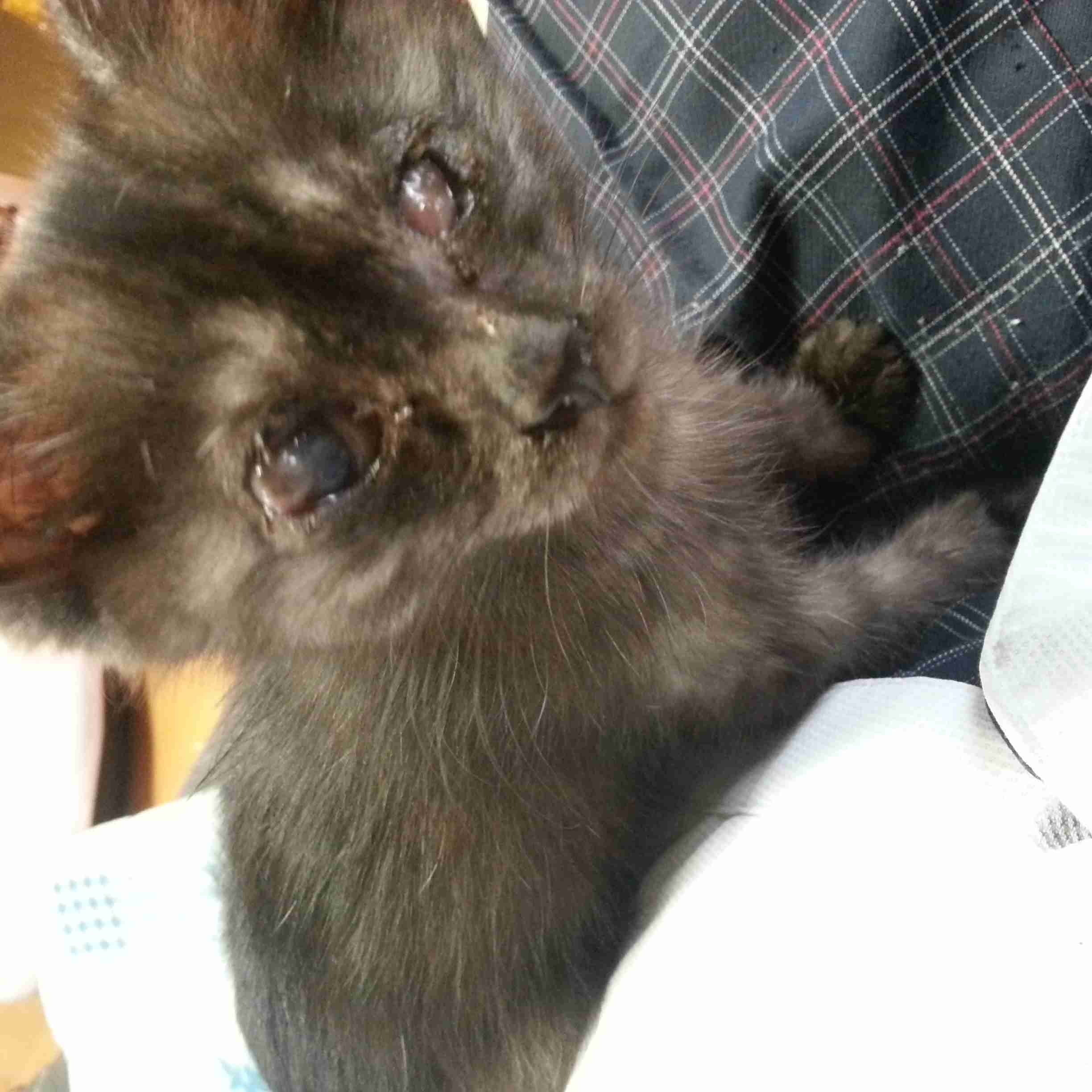保護犬・猫を飼われている方