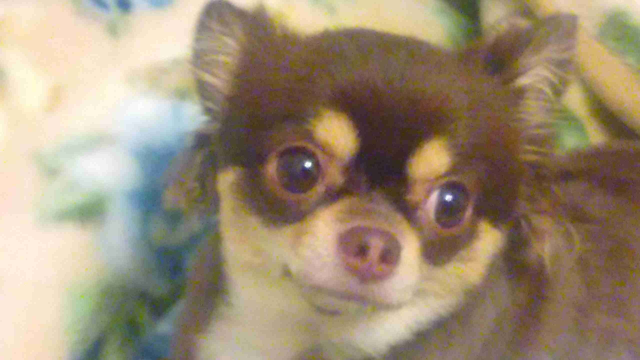 ワンちゃんとお出掛け