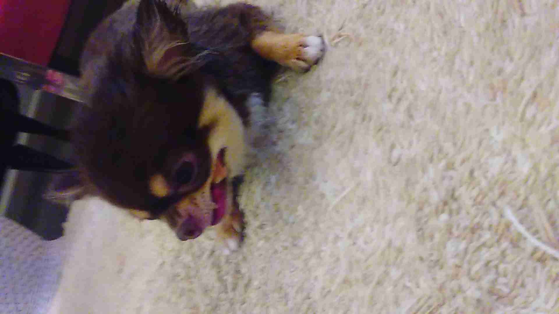 ワンちゃんとお出掛け