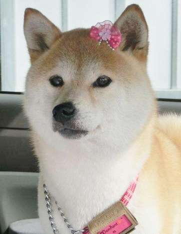 ワンちゃんとお出掛け