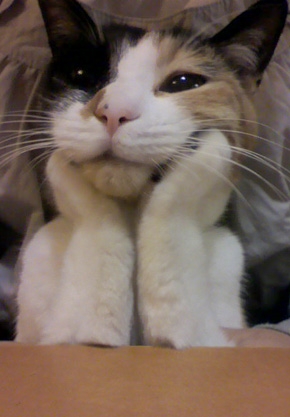 猫の可愛い画像下さい