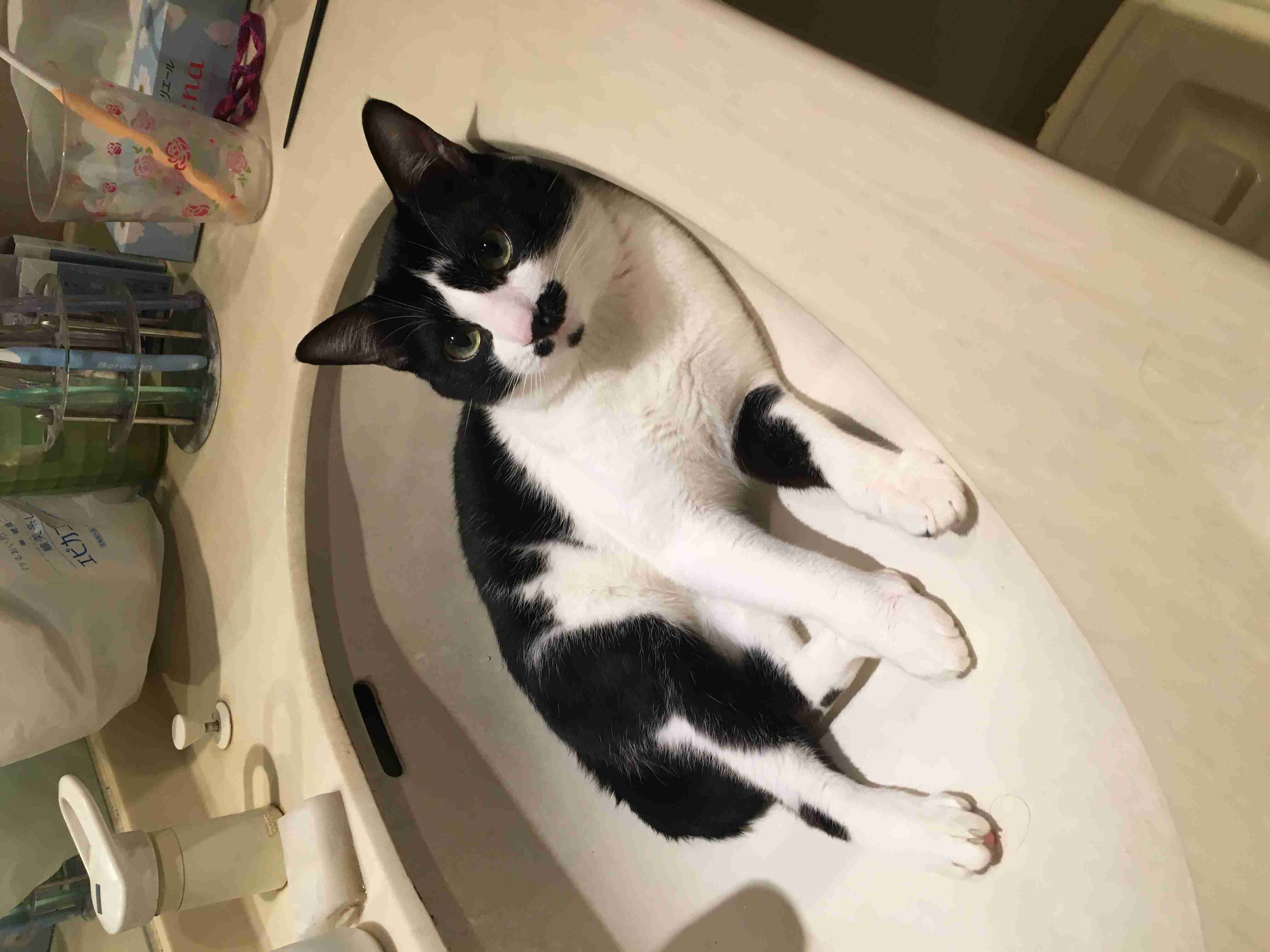 猫の可愛い画像下さい