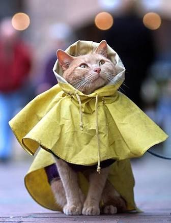猫の可愛い画像下さい