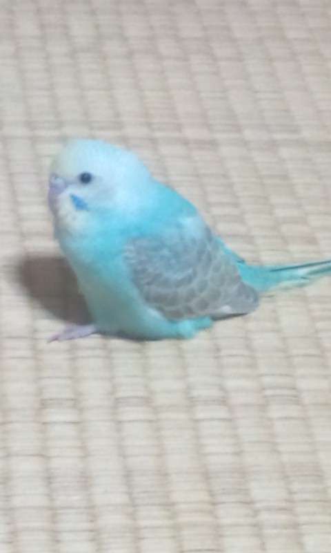 あなたのペットとの馴れ初めについて聞かせて下さい