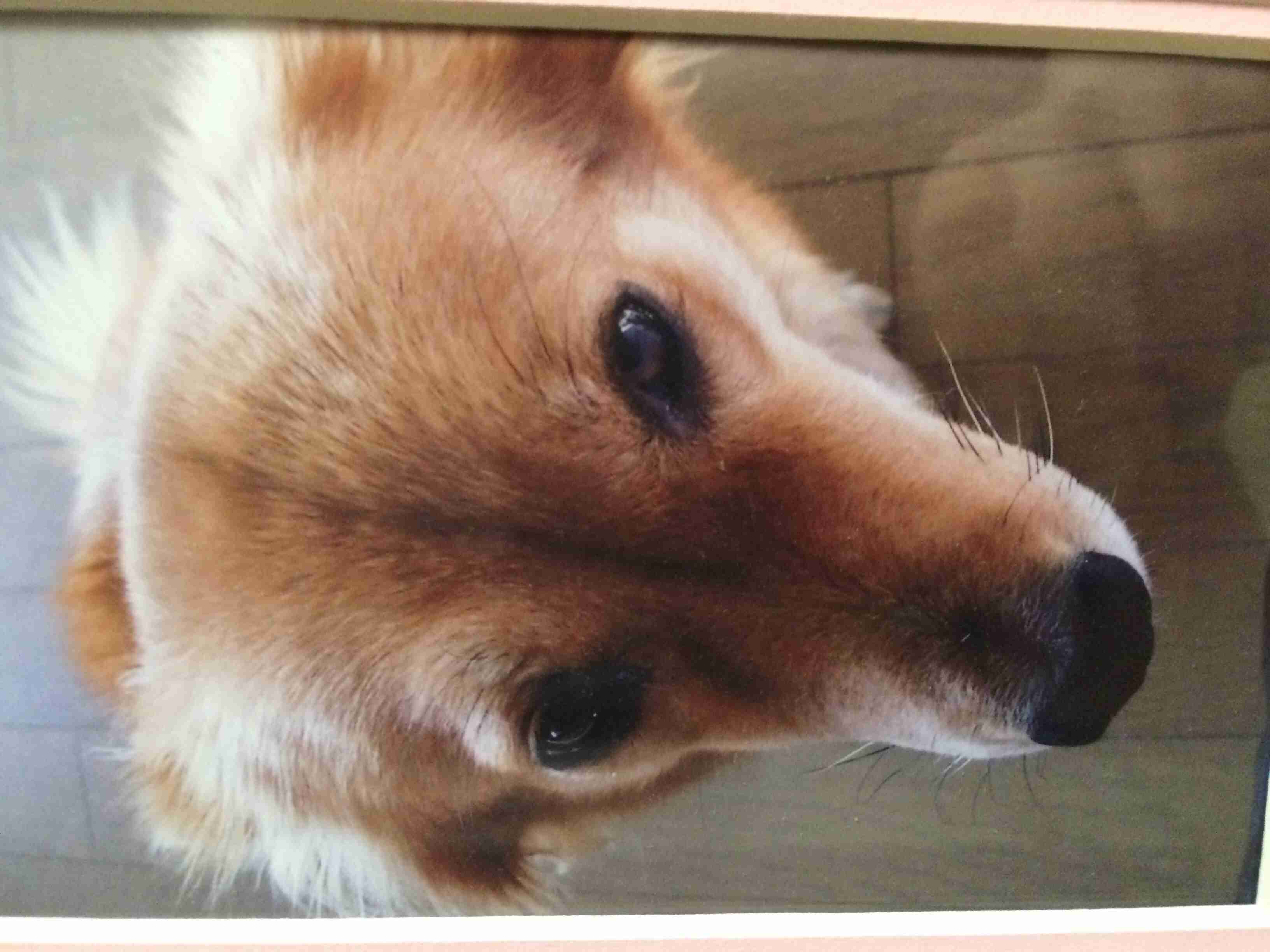あなたのペットとの馴れ初めについて聞かせて下さい