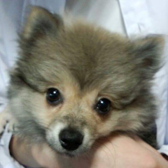 あなたのペットとの馴れ初めについて聞かせて下さい