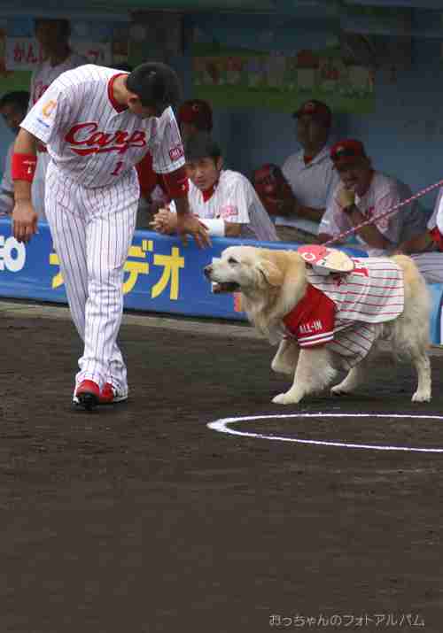 球団マスコットと選手がじゃれてる画像下さい！