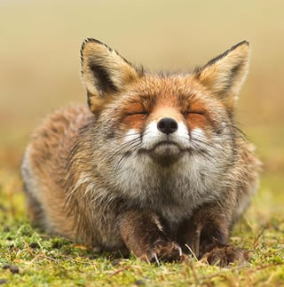 好きなキスシーンありますか?