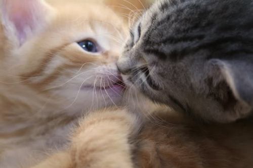 好きなキスシーンありますか?