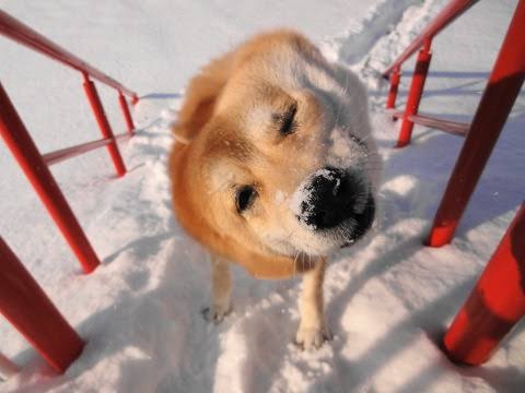 名言をあげるトピ