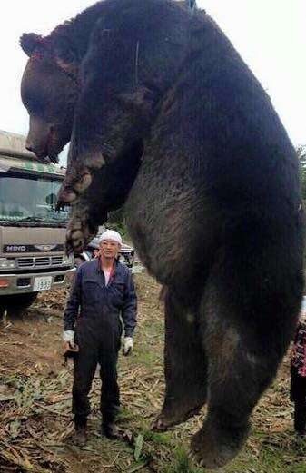 恐怖〝人食いクマ〟来襲に備えよ！放獣か殺処分か、それとも飼育か…揺れる現場
