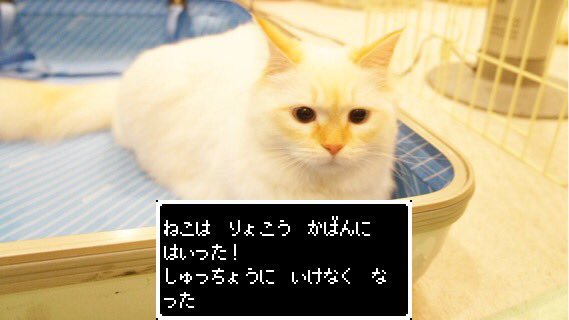 ネコを飼うのを諦めさせて下さい