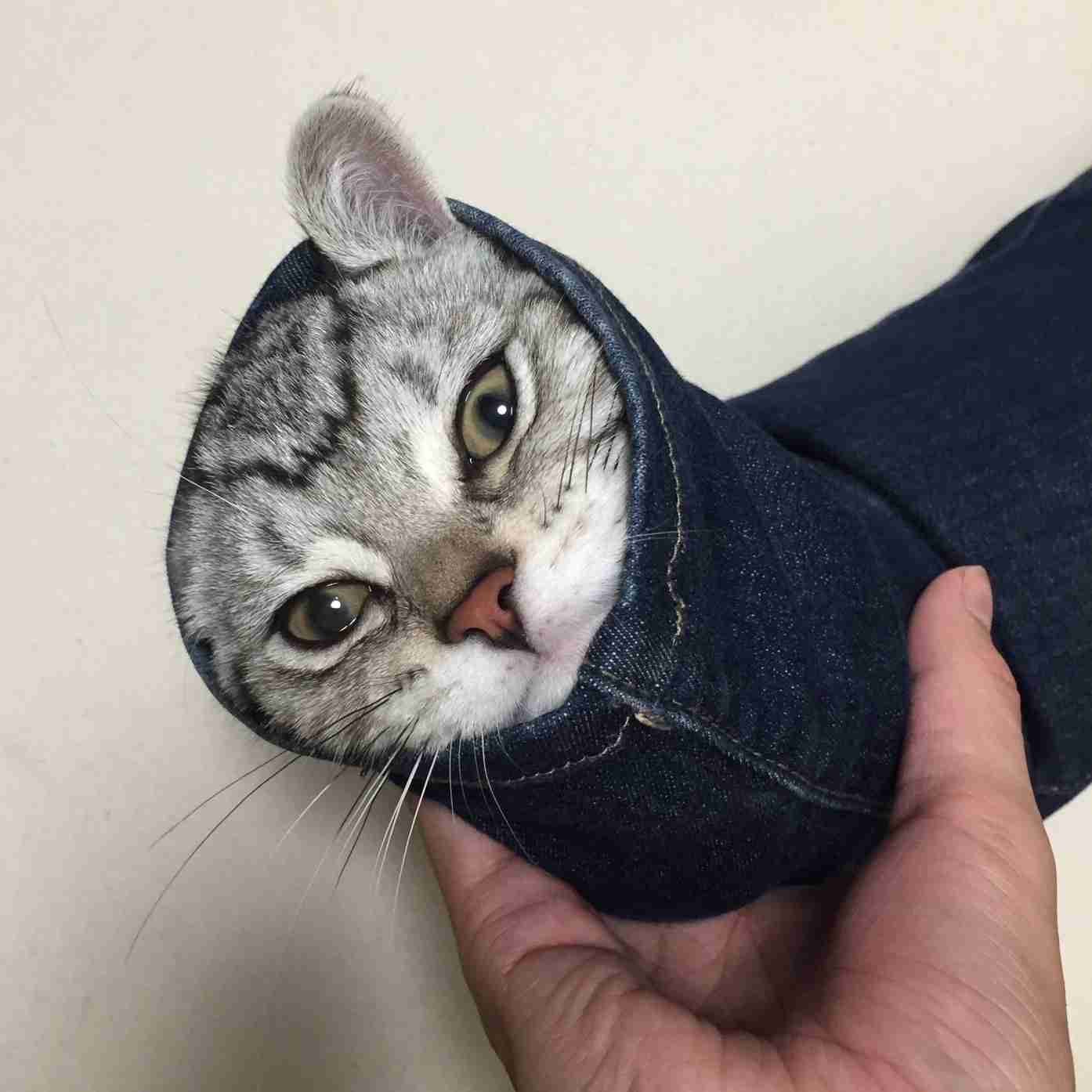 ネコを飼うのを諦めさせて下さい