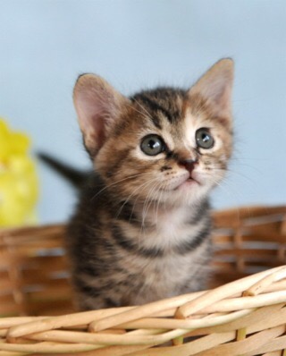 ネコを飼うのを諦めさせて下さい