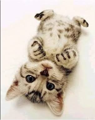 ネコを飼うのを諦めさせて下さい