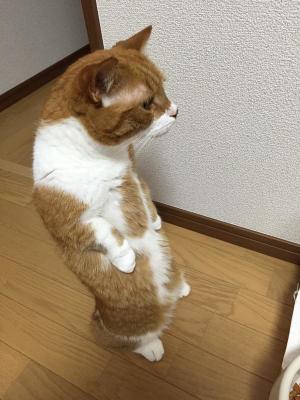 ネコを飼うのを諦めさせて下さい