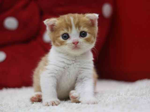 ネコを飼うのを諦めさせて下さい