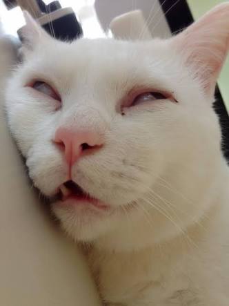 ネコを飼うのを諦めさせて下さい