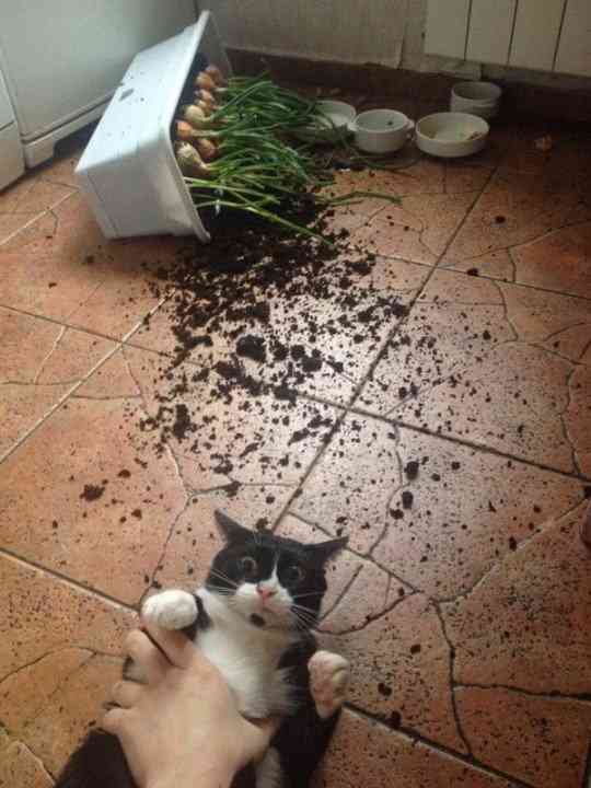 ネコを飼うのを諦めさせて下さい