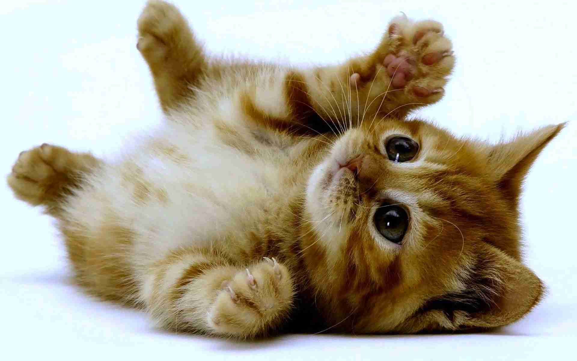 ネコを飼うのを諦めさせて下さい