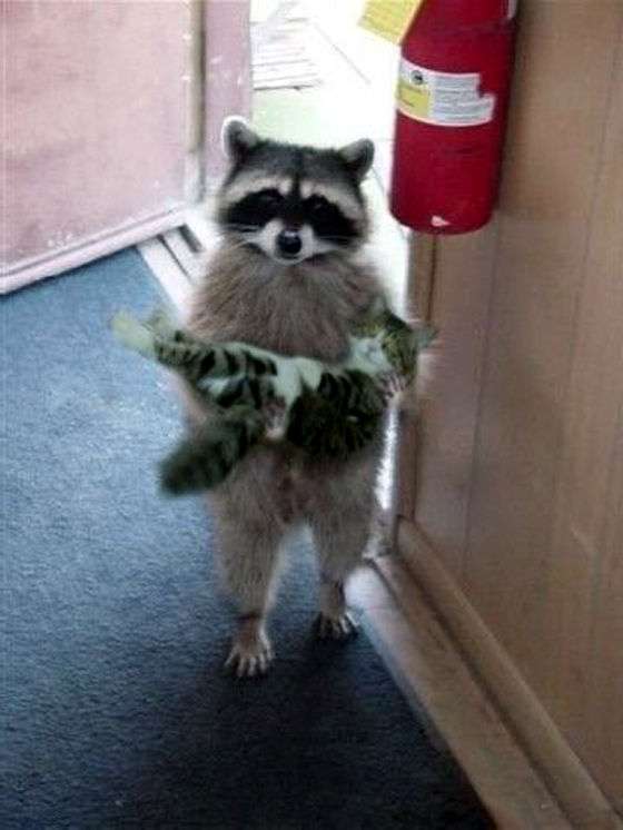 ネコを飼うのを諦めさせて下さい