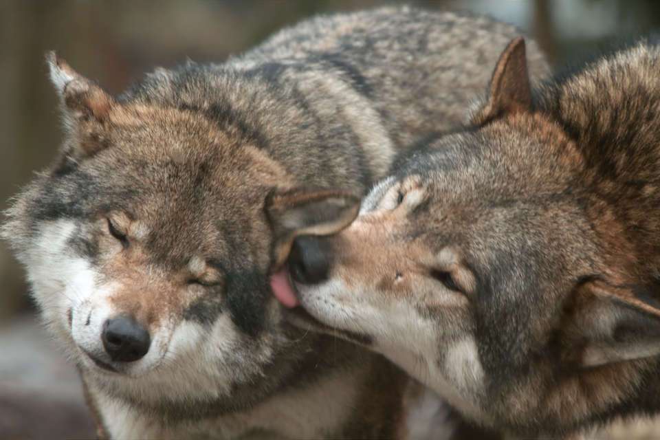 愛情たっぷりの画像待って〼