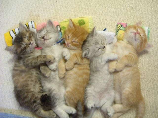 愛情たっぷりの画像待って〼