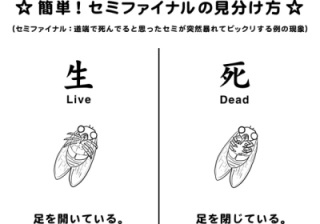 虫との戦い 2016夏